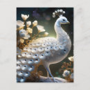Recherche de paon blanc cartes postales Oiseau
