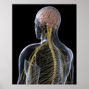 Recherche de organes humains posters Illustration