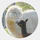 Recherche de alpaga autocollants Animal