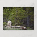 Recherche de prédateur cartes postales Parc national