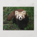 Recherche de panda rouge cartes postales Ours