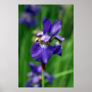 Zoek naar iris posters Natuur