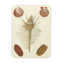 Recherche de palourde magnets Coquille de palourde