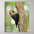 Zoek naar ornithologie posters Houtspecht