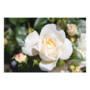 Recherche de marché photographie Blanc