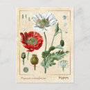 Recherche de opium cartes postales Illustration