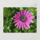 Recherche de marguerite africaine cartes postales Jardin