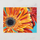 Recherche de éclats cartes postales Floral