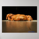 Recherche de saucisses chien posters Teckel