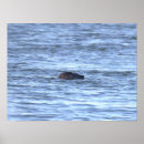 Recherche de phoque posters Faune