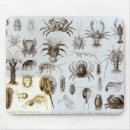 Recherche de crevette tapis souris Homard