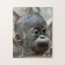 Zoek naar chimpansee puzzels Schattig