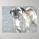Recherche de chien gris posters Brun
