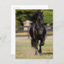 Recherche de friesian horse cartes postales Animal