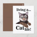 Recherche de funny cat cartes postales Mignon