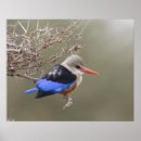 Zoek naar ijsvogels posters Dieren in het wild