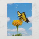 Recherche de papillon tigre cartes postales Beauté