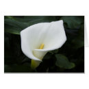 Recherche de calla lilly photographie Blanc