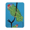 Recherche de perroquet vert magnets Oiseaux