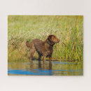 Recherche de chiens de chasse puzzles Animaux domestiques
