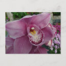 Zoek naar paarse orchidee briefkaarten Floreel