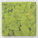 Recherche de vigne dessous de verres Plante