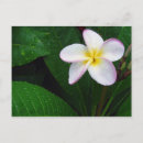 Recherche de fleurs hawaïennes cartes postales Plumeria