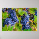 Recherche de raisin rouge posters Vignes