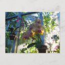 Recherche de orchids cartes postales Tropical