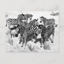 Recherche de zèbre noir blanc cartes postales Animal