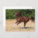 Recherche de champ de courses cartes postales Animal