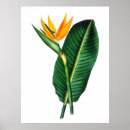 Recherche de paradise posters Bird of paradise