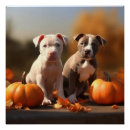 Recherche de pitbull posters Chiot