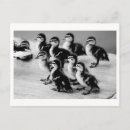 Zoek naar baby eend briefkaarten Natuur
