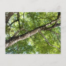 Recherche de branche d olivier cartes postales Nature