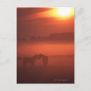 Recherche de deux chevaux cartes postales Nature