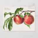 Recherche de agrumes de citron cartes postales Botanique