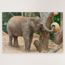 Zoek naar aziatische olifant puzzels Wild