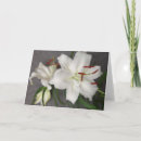 Recherche de pureté vœux cartes Paix