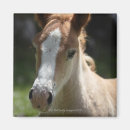 Recherche de tête de cheval magnets Animal
