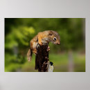 Recherche de squirrel Wild animal