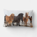 Recherche de islandais coussins Equus caballus