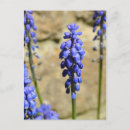 Recherche de muscari cartes postales Printemps
