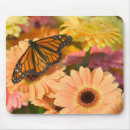Recherche de insecte tapis souris Doré
