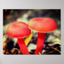 Recherche de pair posters Pour elle
