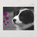 Recherche de border collie cartes postales Mignon