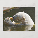 Recherche de ours polaires cartes postales Pour tous