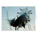 Recherche de milkweed Nature