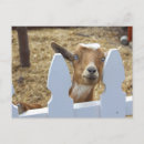 Recherche de humour chèvre cartes postales Ferme