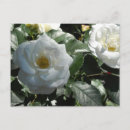 Recherche de blanche cartes postales Beau